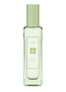 Star Magnolia Cologne