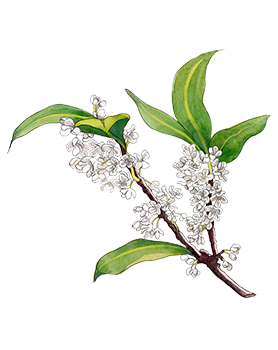 Concesión ensayo casado Cologne Osmanthus Blossom | Jo Malone London
