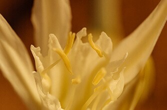 Startseite | Jo Malone London Europäische Union